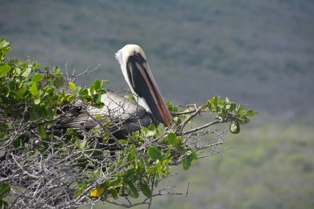 Nesting pelicans on Isabela Island