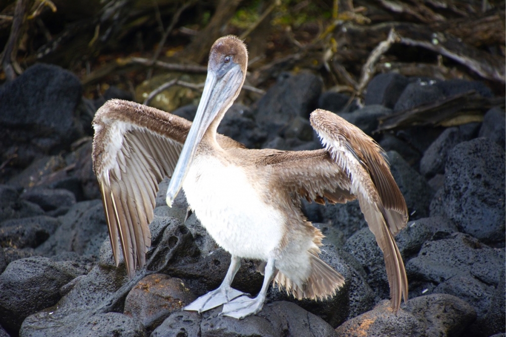 Pelicans on Espumilla Beach, Santiago Island