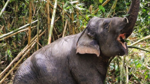 The First Ethical Elephant Sanctuary in Phuket