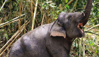 Phuket Elephant Sanctuary by Jon Rosario on VeganTravel.com