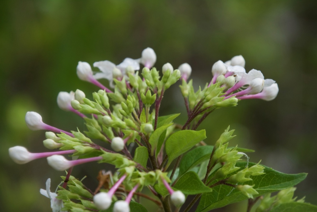 Flowers on Playa Espumilla, Santiago Island