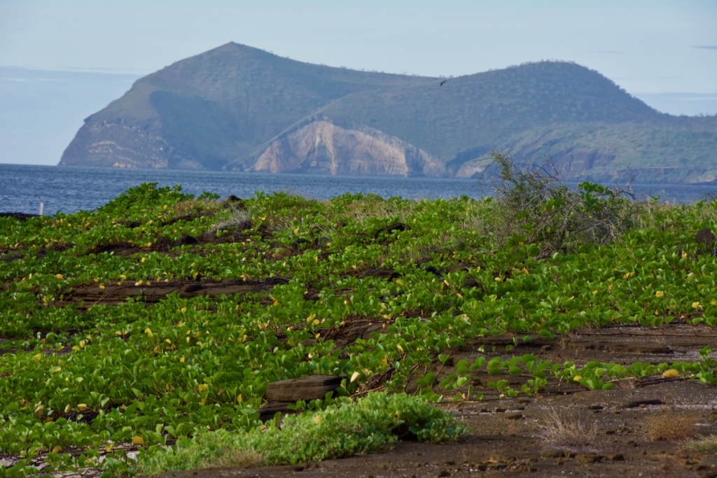 Puerto Egas, Santiago Island