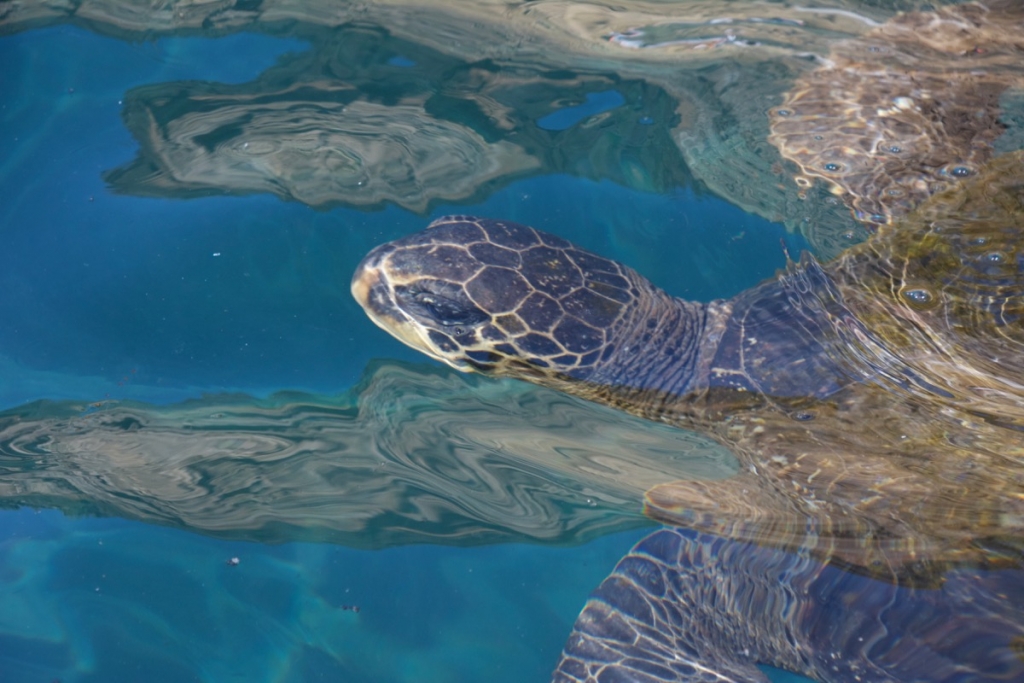 Sea Turtles by Punta Vicente Roca