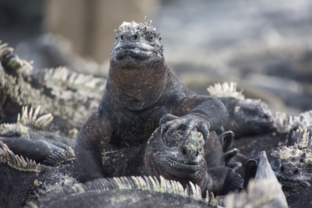 Sea iguanas on Punta Espinoza