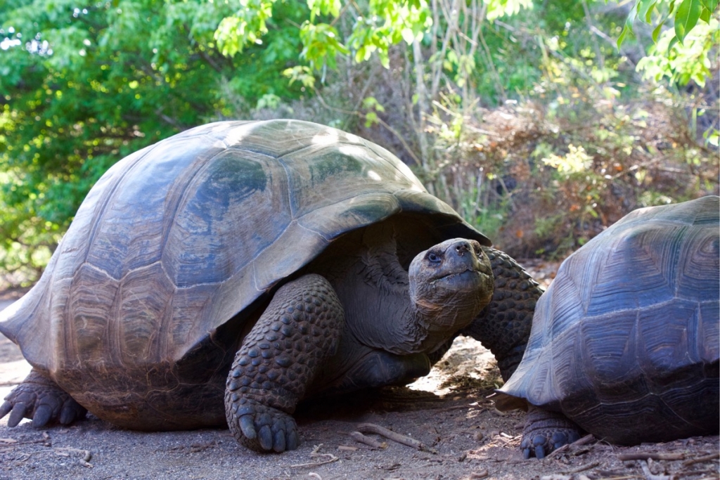 Galápagos Tortoises by Urbina Bay on Isabela Island