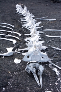 Whale skeleton on Punta Espinoza