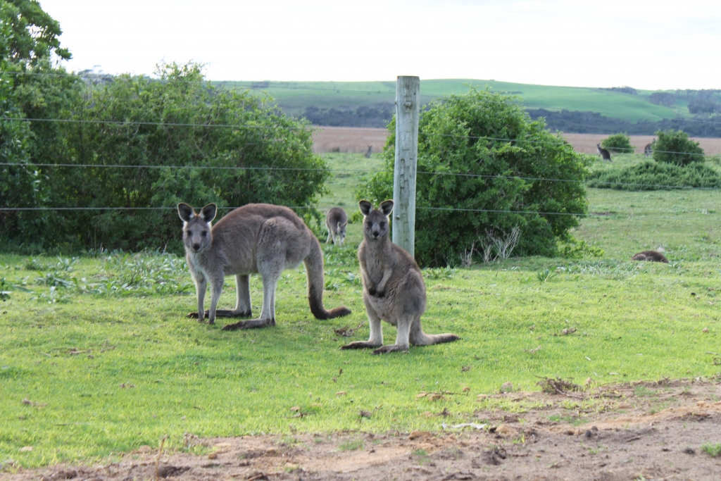 Friends at the Princetown Recreation Reserve