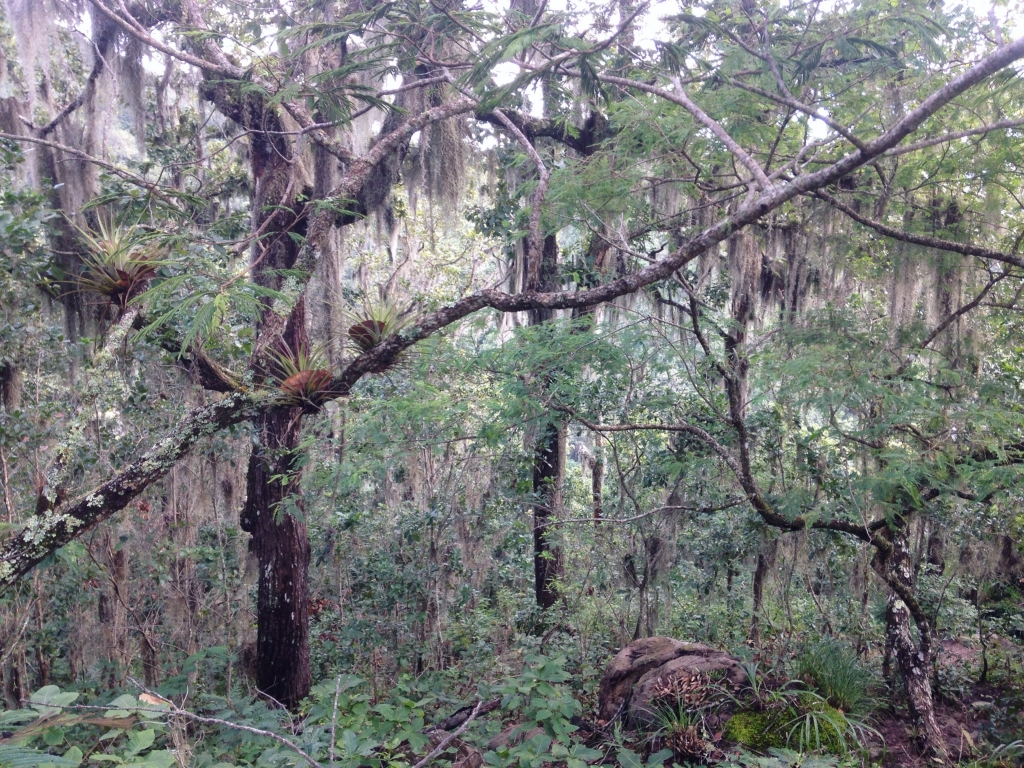 Forest in Matagalpa