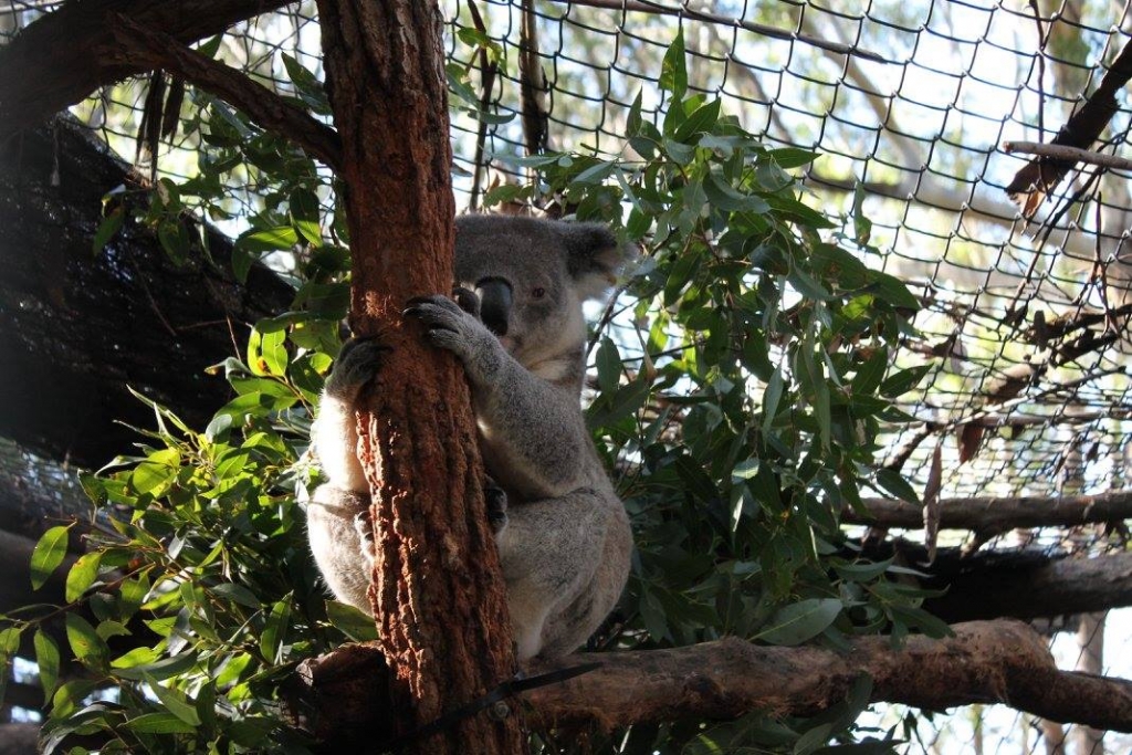 Port Macquarie Koala Hospital