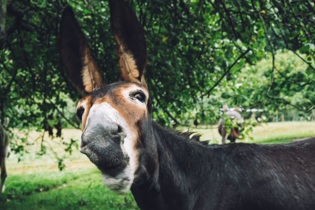 Paraiso del Burro, Spain - a donkey pulls a face