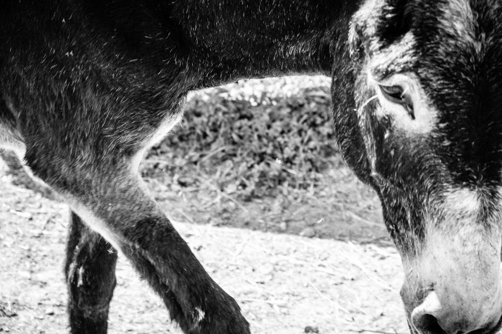 Paraiso del Burro, Spain - a donkey