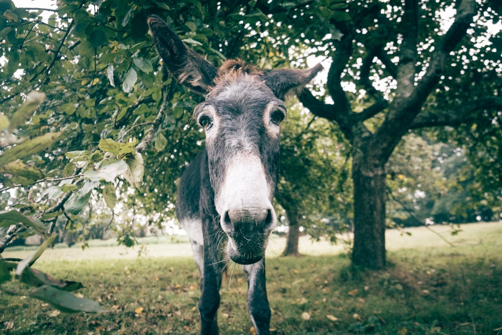 Paraiso del Burro, Spain - a donkey