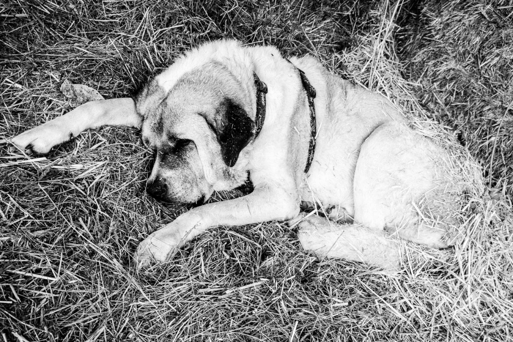 Paraiso del Burro, Spain - a dog