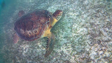 swimming with turtles in Akumal, Mexico
