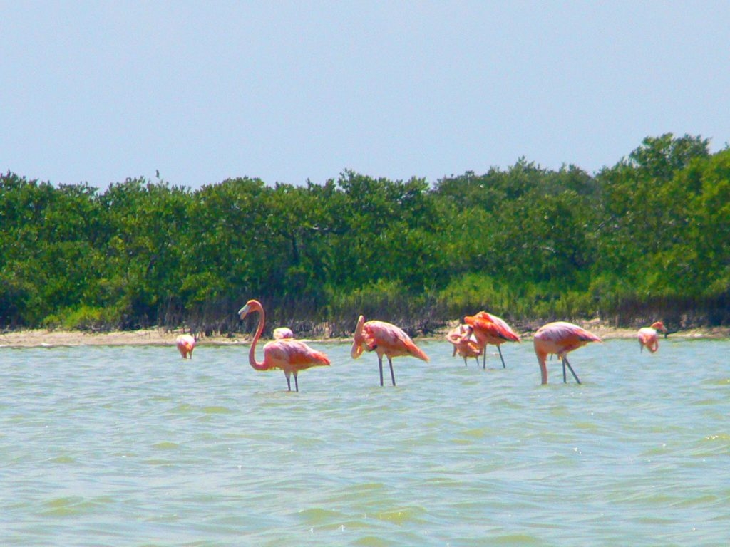 Flamingos at Las Coloradas