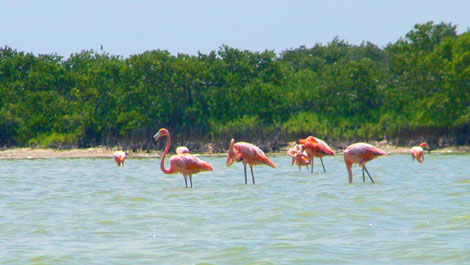 Flamingos at Las Coloradas