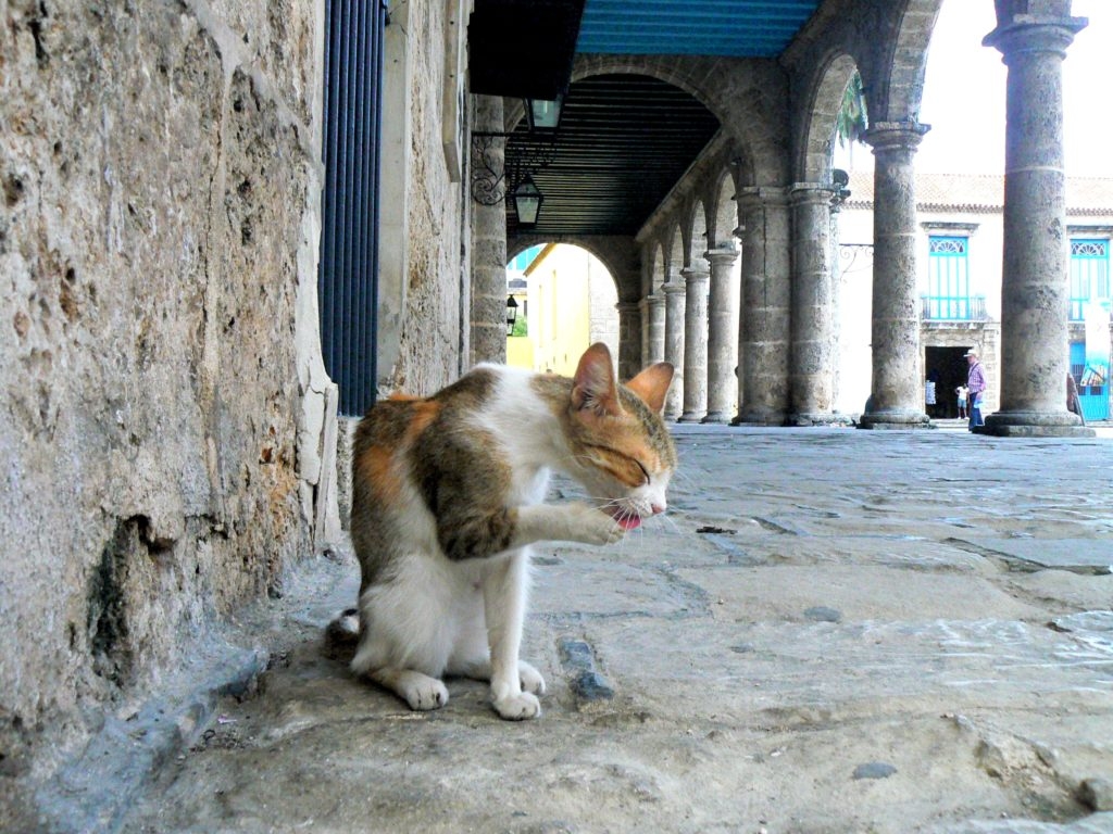 cat in La Habana