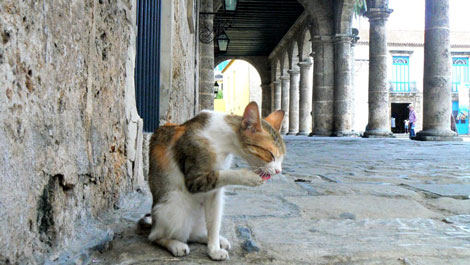 cat in La Habana