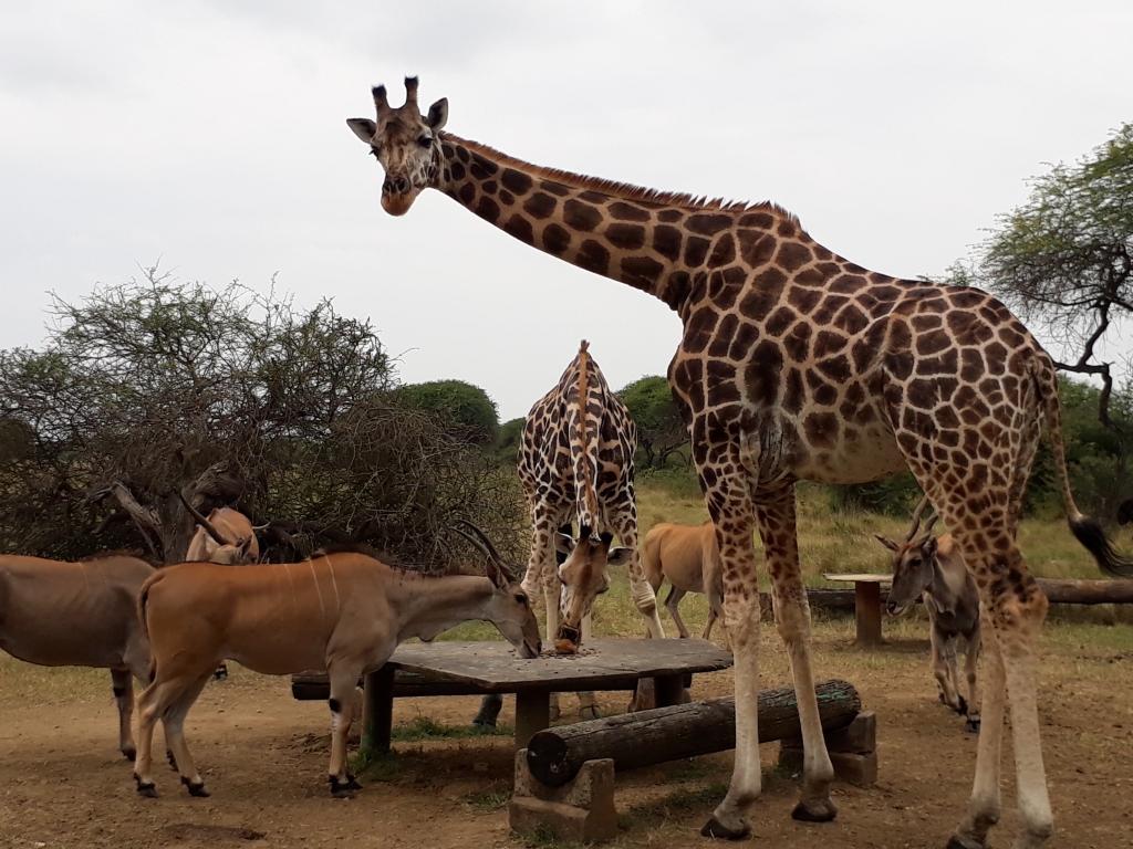 Vegan Travel Mombasa