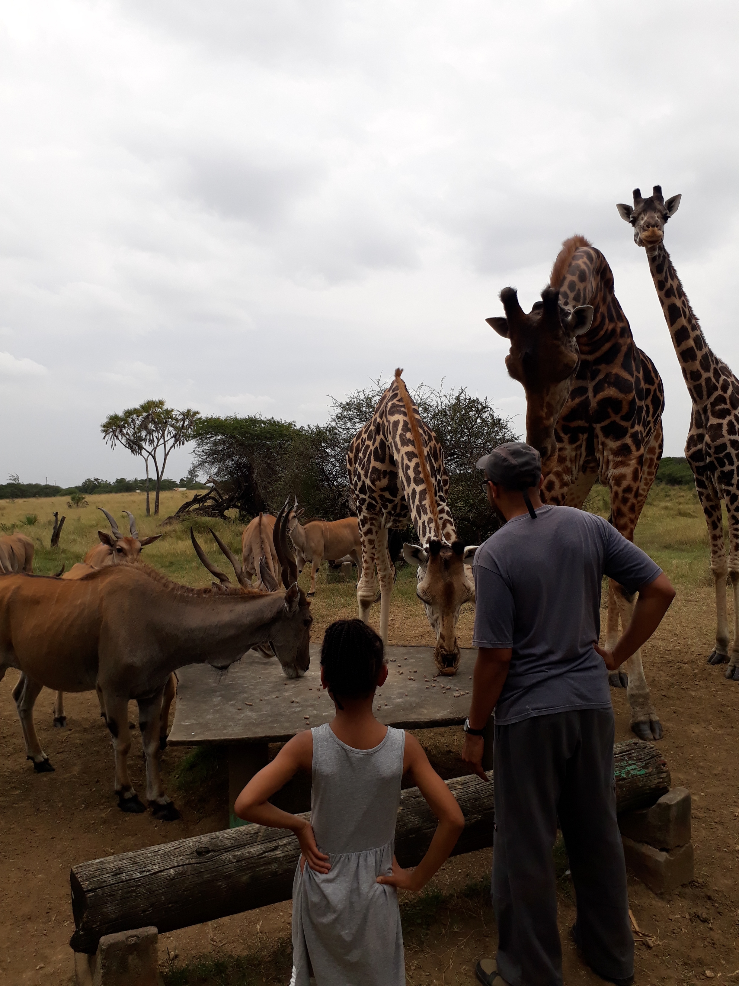 Vegan Travel Mombasa