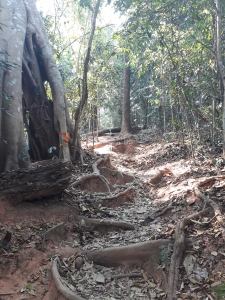 Path through jungle showing tree-root footholds