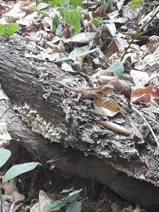 Lizard sits on a log