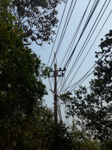 Paradise interrupted: an electricity pylon in middle of jungle