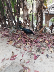 Black chicken with metallic bue flecked feathers looks for food 