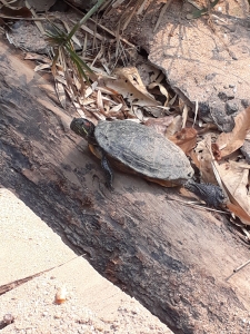 Terrapin sits on a log