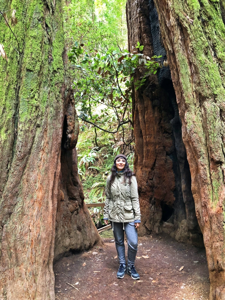 muir woods