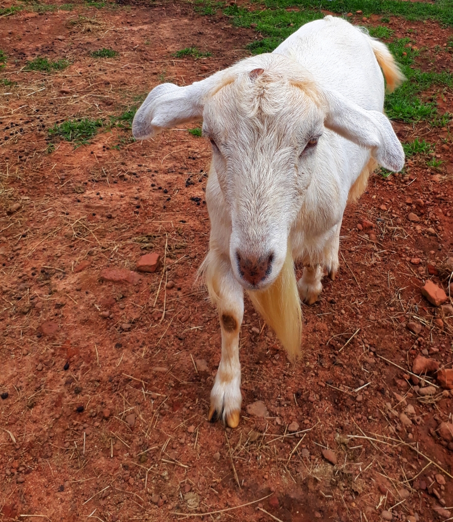 Full Circle Farm Sanctuary