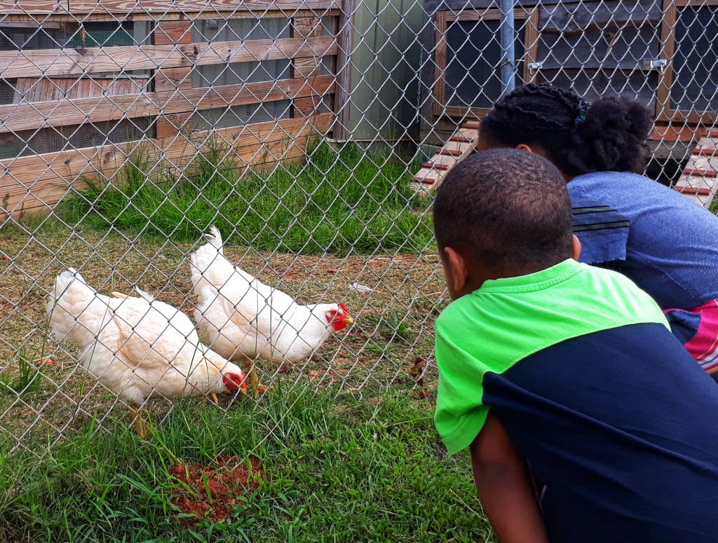 Rescued GMO chickens