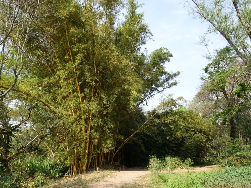 Bamboo in the Botanical Garden