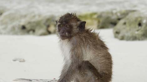 Koh PhiPhi monkey