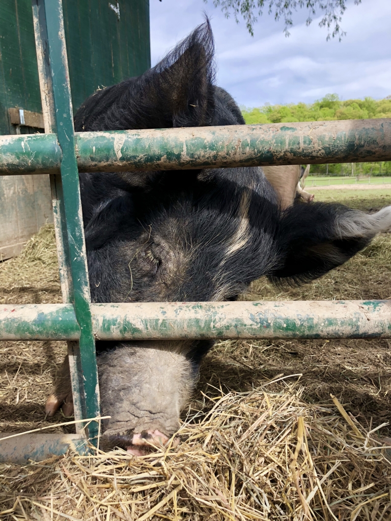 Audrey, one of two pigs rescued by Catskill Animal Sanctuary as seen in "The Last Pig".