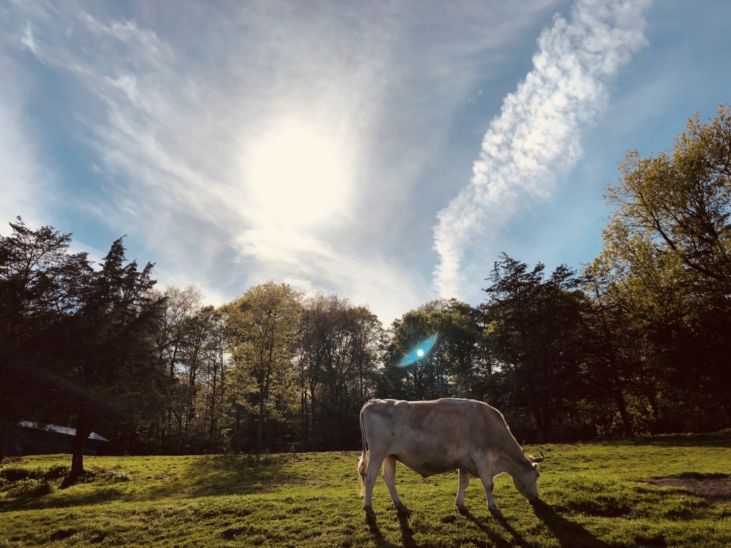 Jesse, one of the resident cows, enjoying a graze.