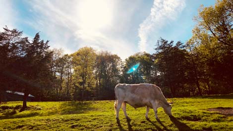 Catskill Animal Sanctuary