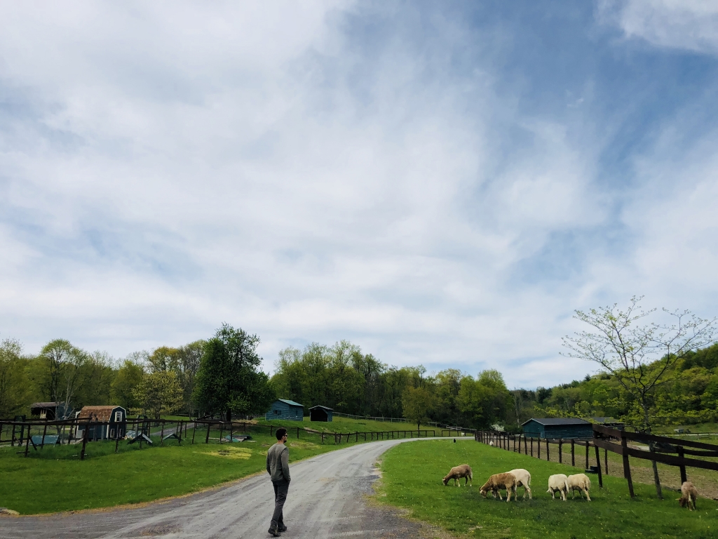 Sheep take a snack break.