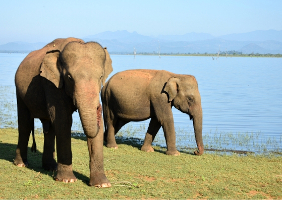 Sri Lanka Animal Sanctuary