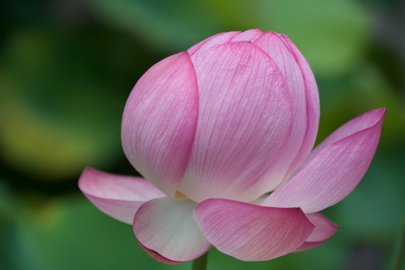 kyoto-lotus-2-2