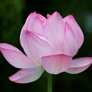 kyoto-lotus-3-2