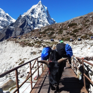 vegan-everest-trek