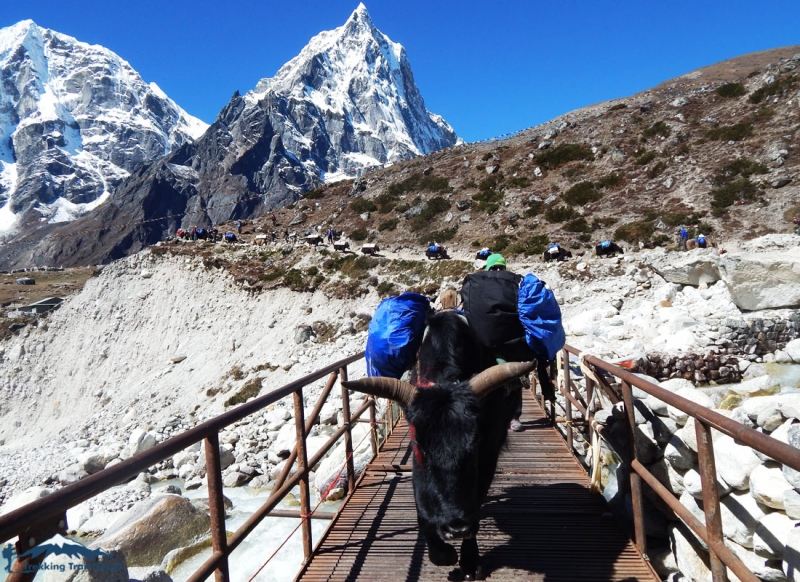 vegan-everest-trek